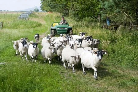 Driving sheep