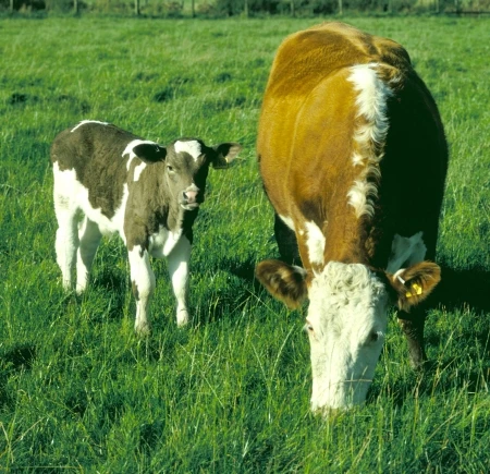 Grazing Calf