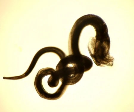 O. ostertagi (brown stomach worm)