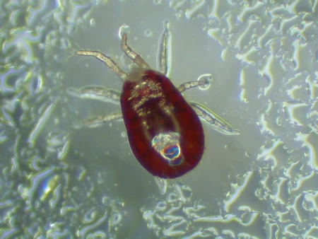 Fed nymph