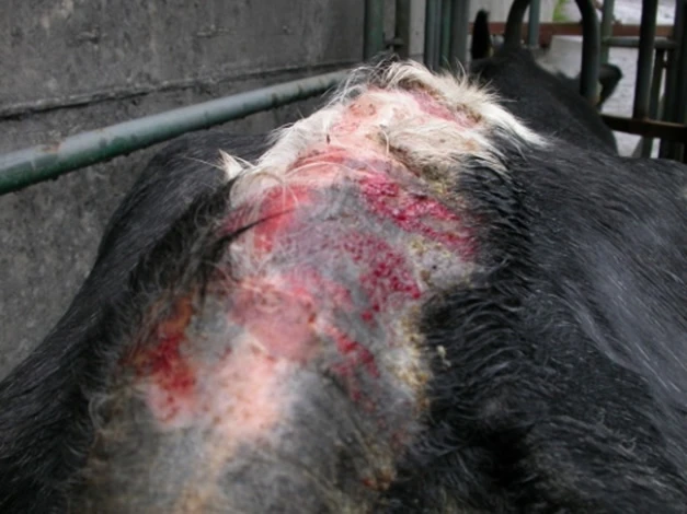 Psoroptes ovis infection