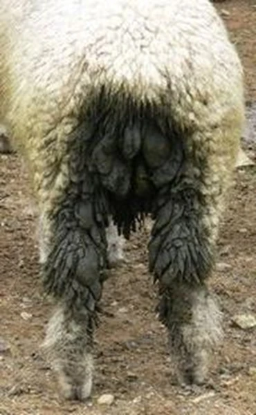 Sheep-infected