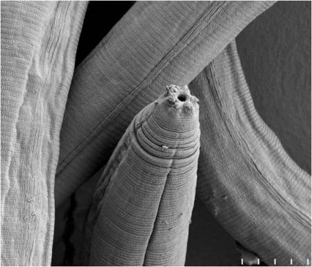Teladorsagia circumcincta
