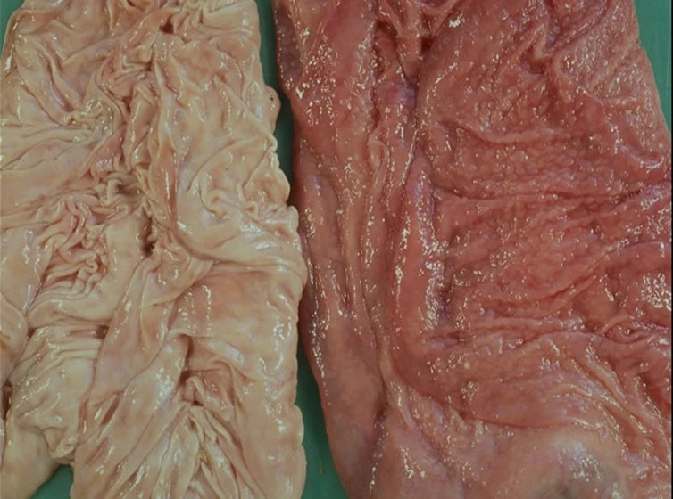 calf stomach lining