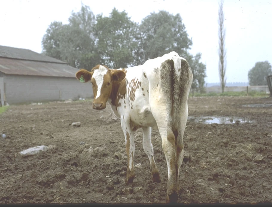 calf-with-diarrhoea