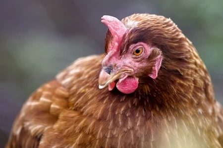 chicken