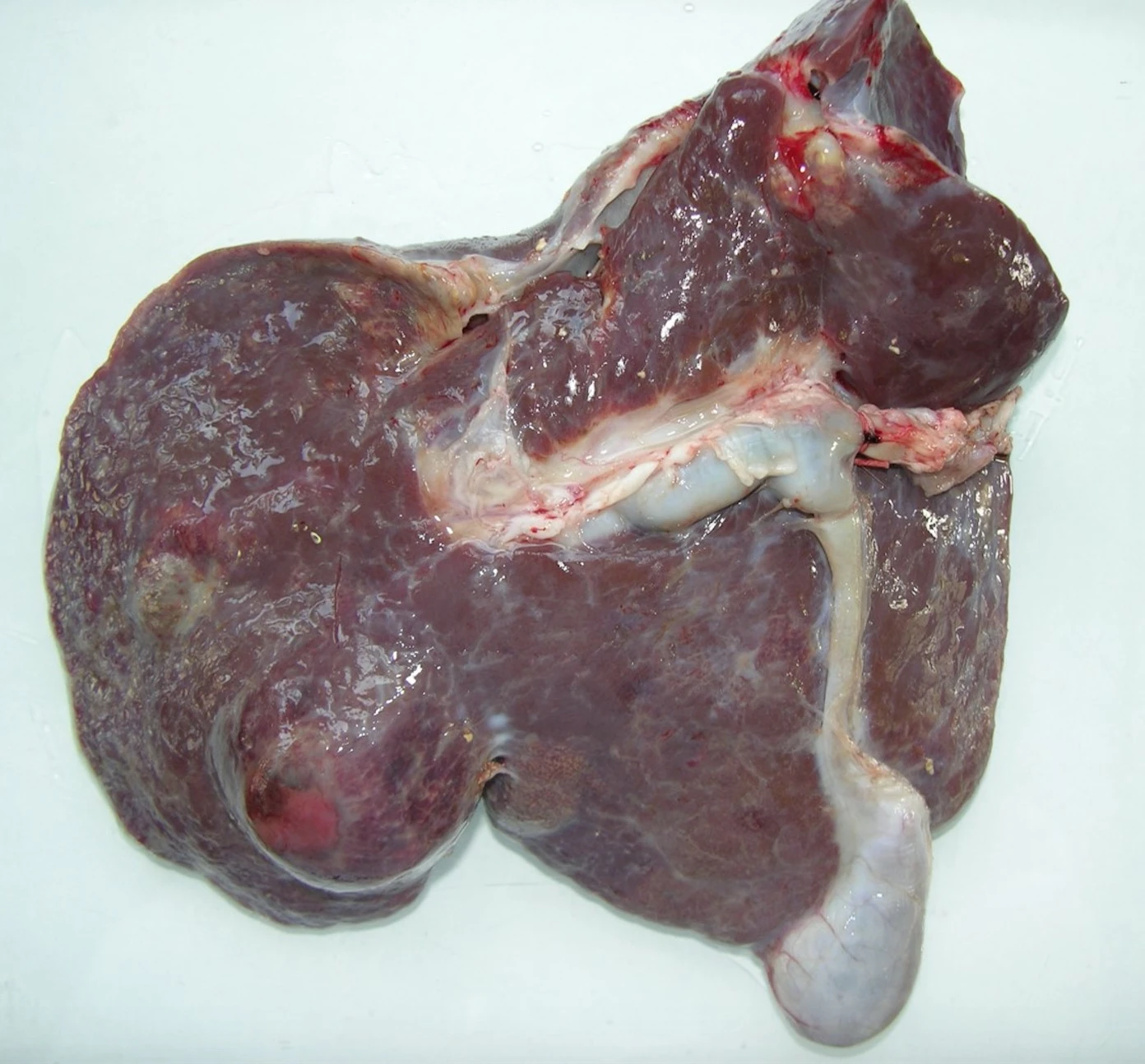 chronic fluke damage