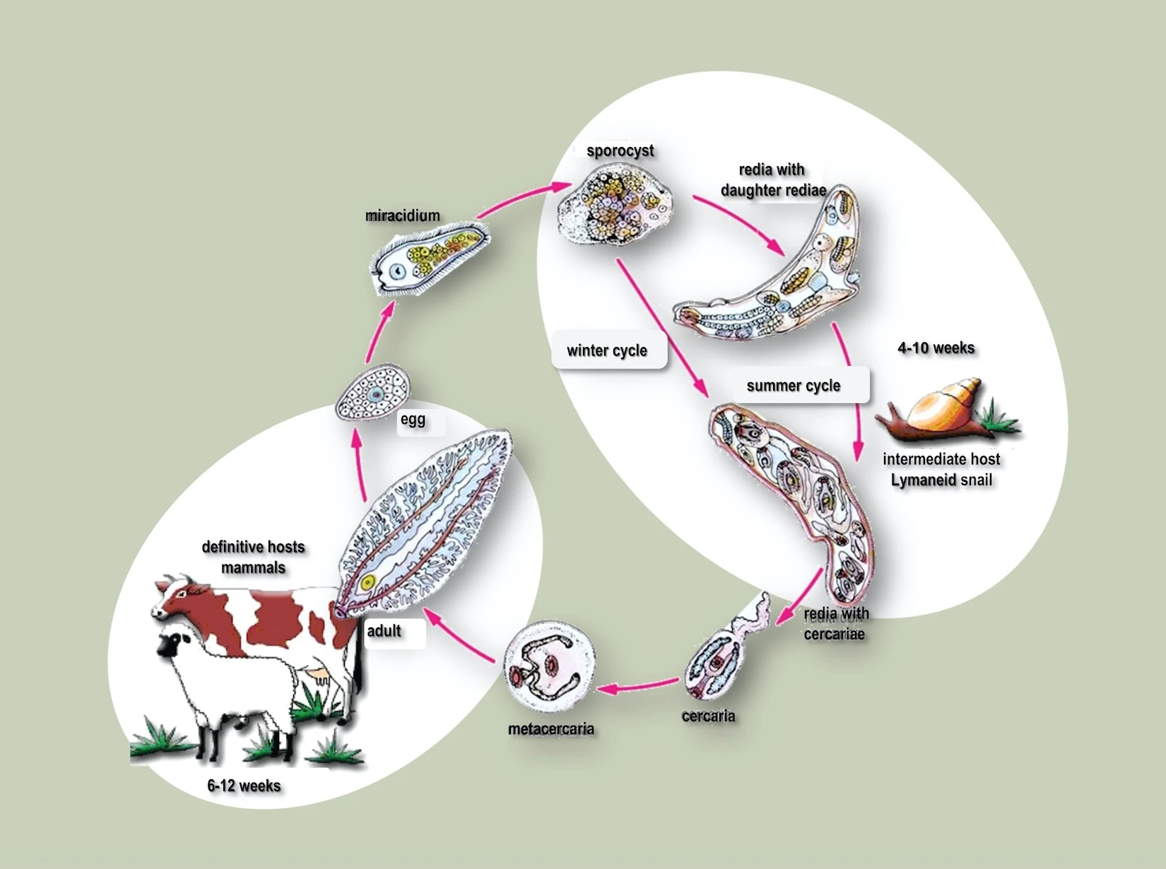 fluke life cycle
