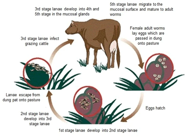 life-cycle
