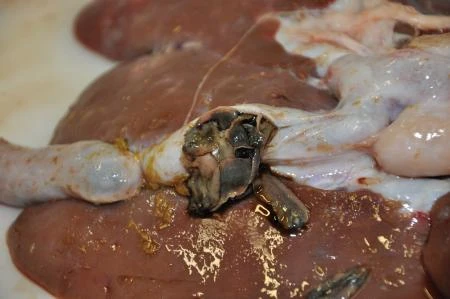 Liver Fluke In Situ