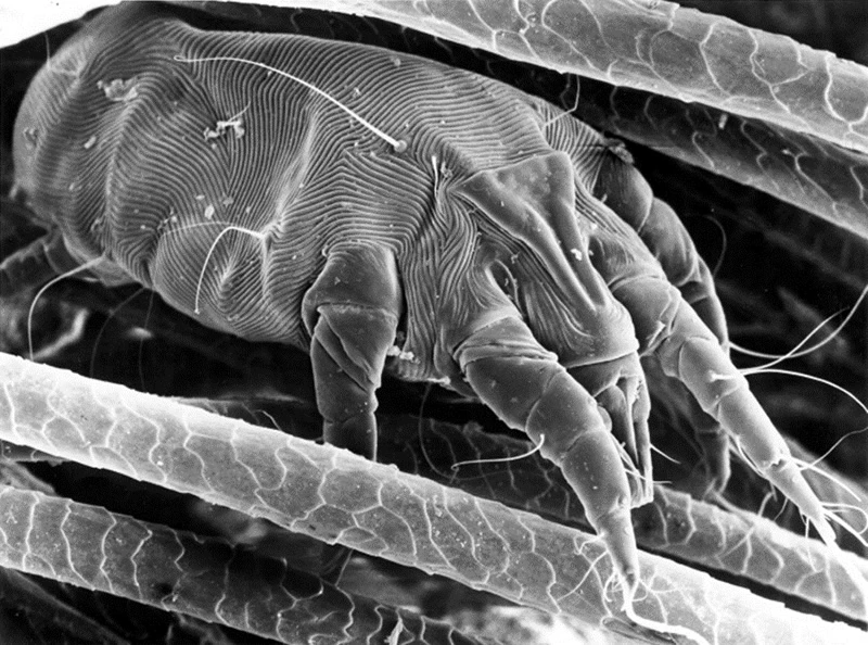 mite