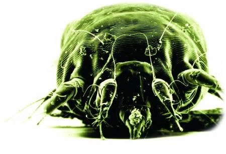 mite