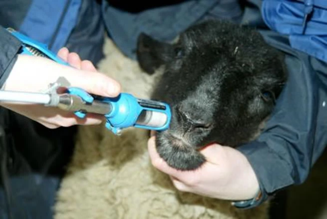 Sheep-medicating