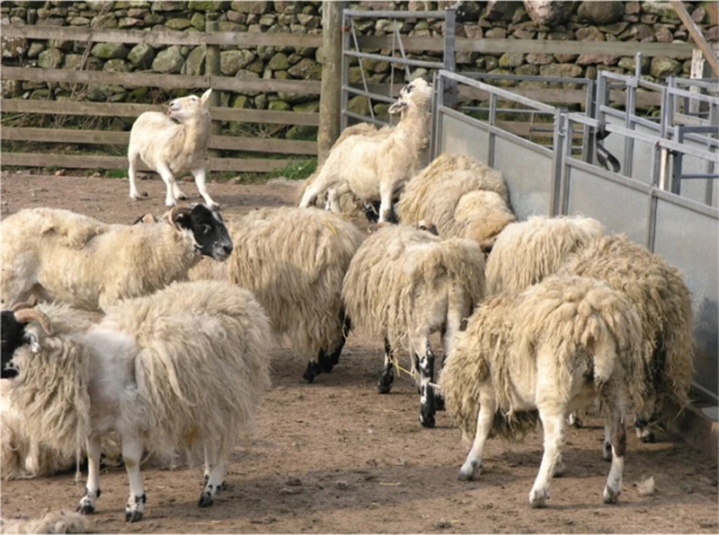 sheep