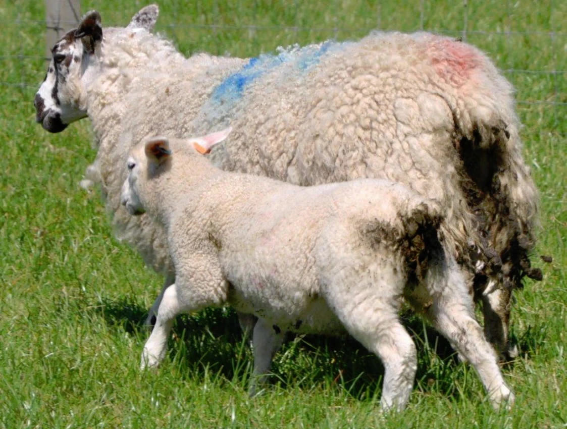 Ewe And Lamb With Teladorsagia