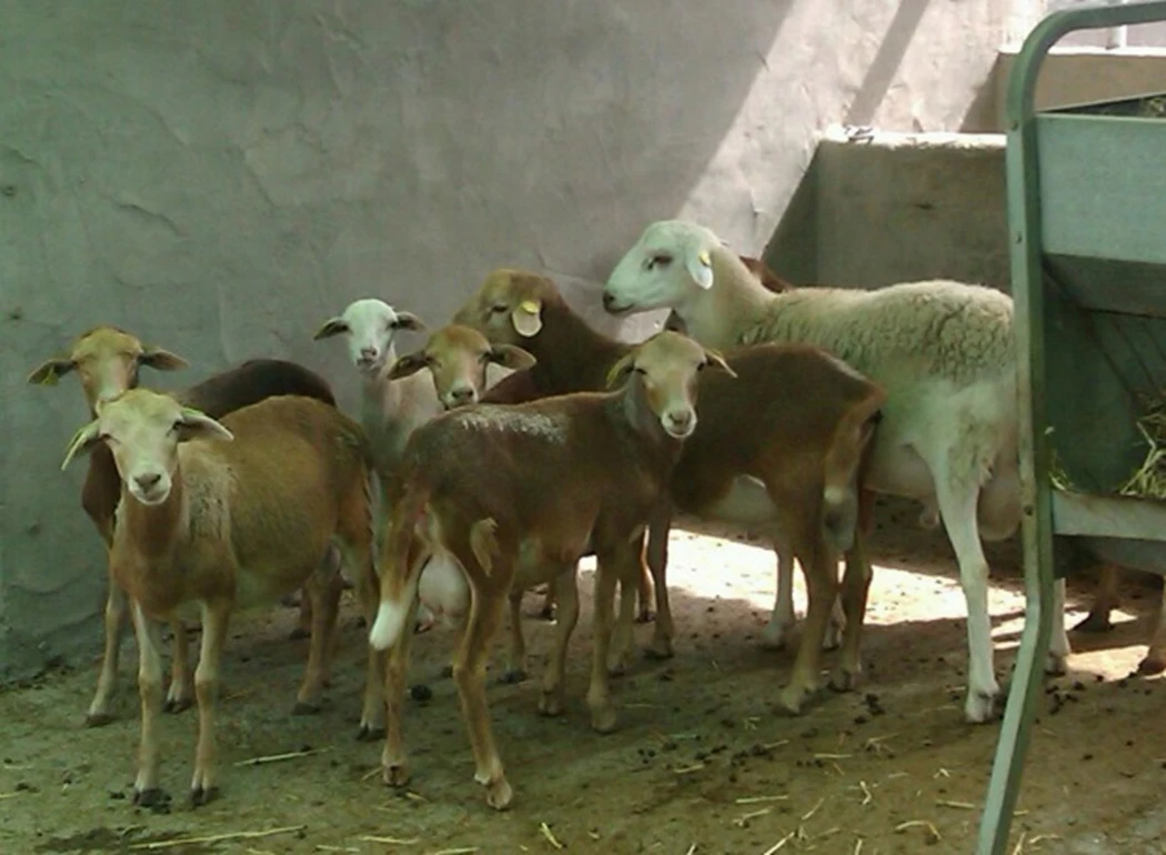 Canarian Hair Breed