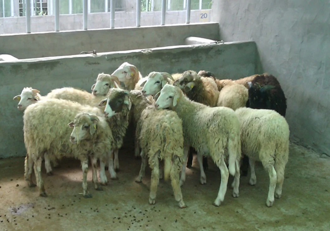 Canarian Sheep Breed