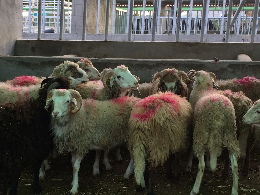 xl_Canarian Hair Breed Sheep