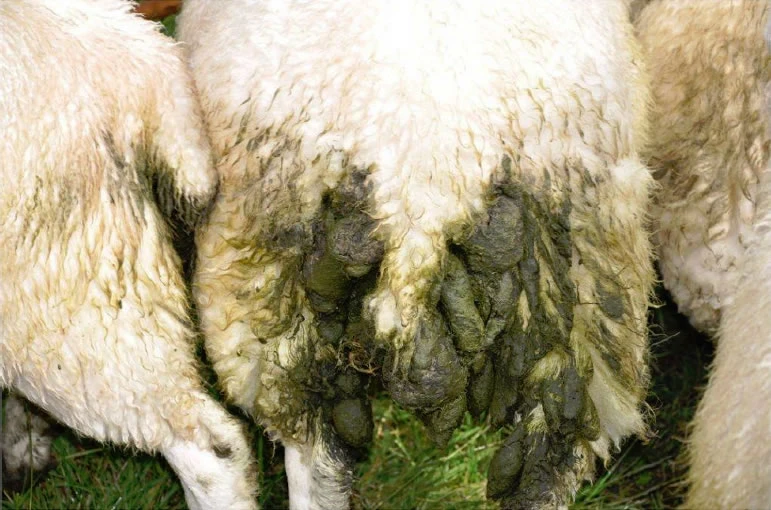Sheep Scour