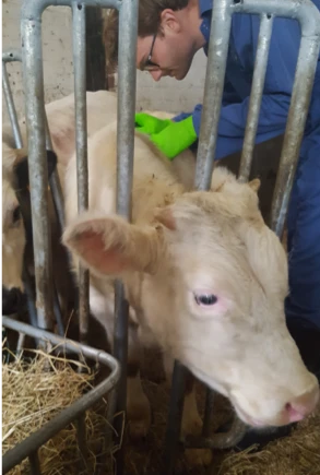 Wouter testing a Belgian Blue calf for mite infestation