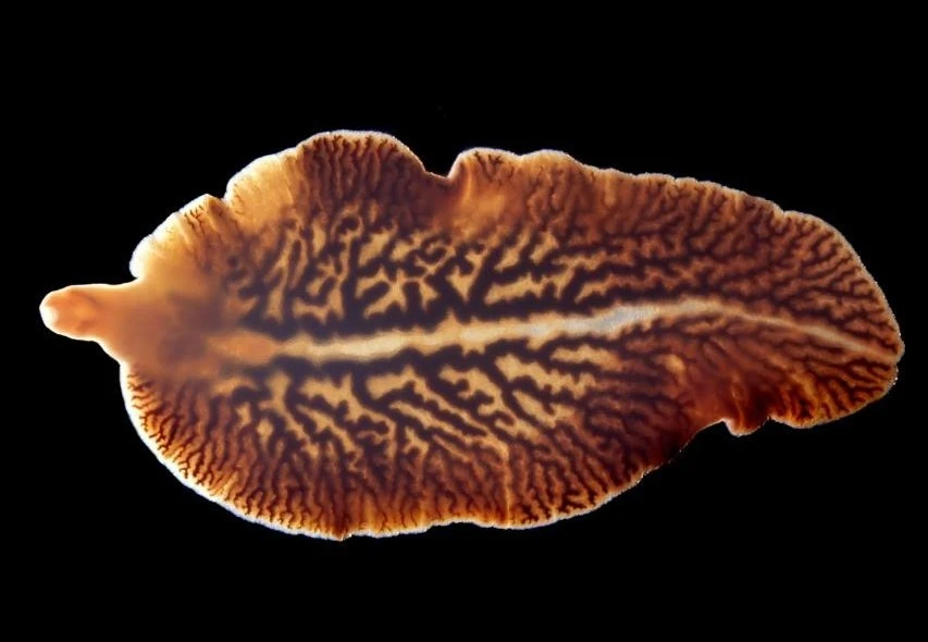 Live Fluke