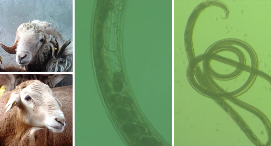Canaria Sheep breed in the upper left corner; Canaria Hair Breed sheep in the lower left corner. Eggs intrauterus and female worm of Teladorsagia circumcicnta.